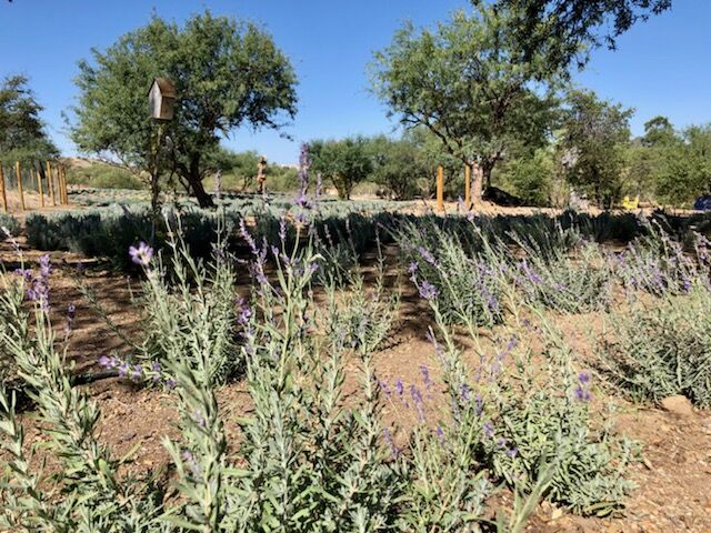 Life Under the Oaks Lavender Farm